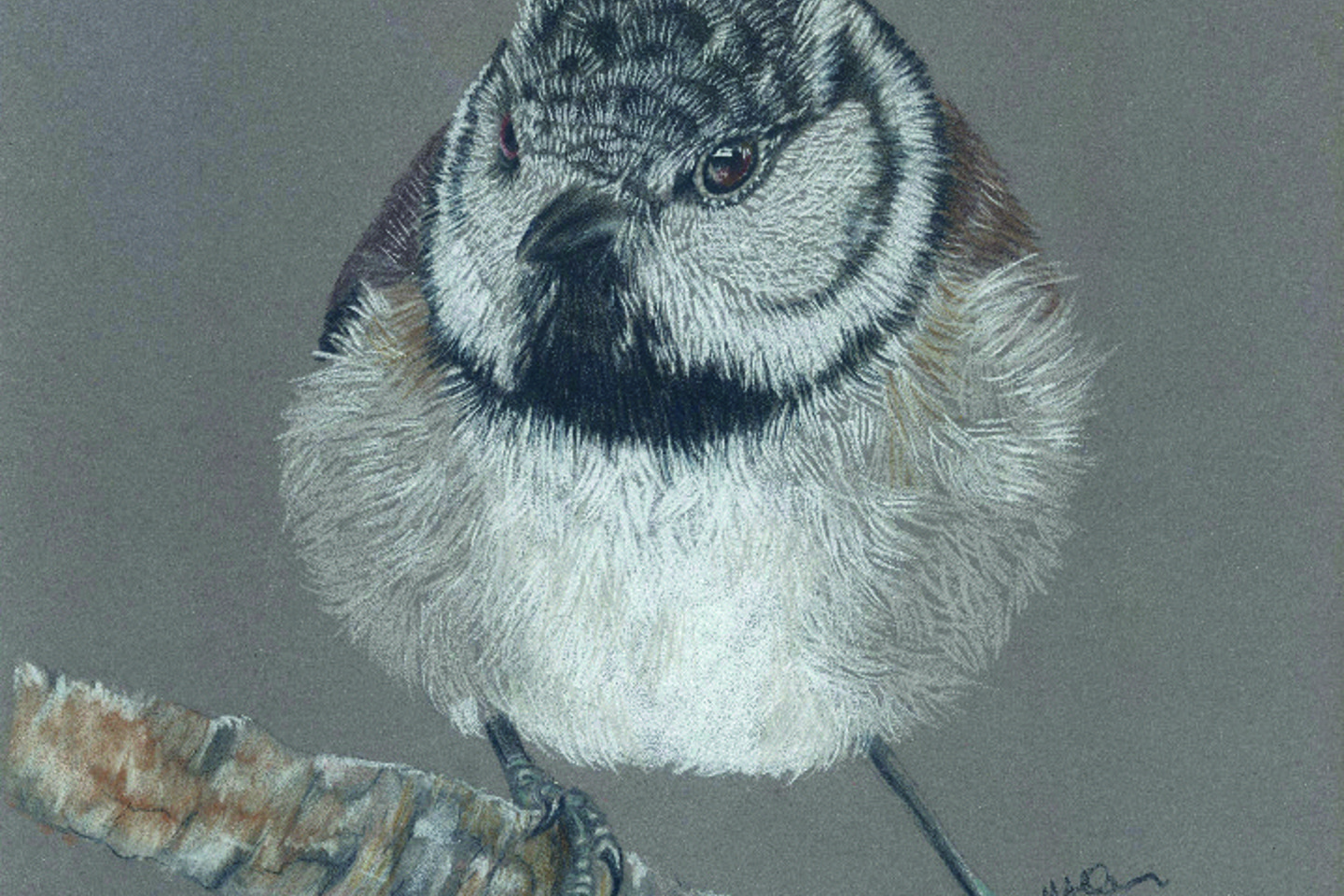 Crested Tit By Mandy Allan