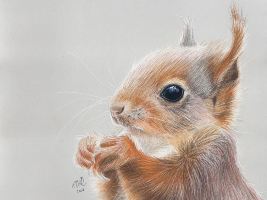 Mandy Allan Drawing, Little Red Woodland Treasure Resized