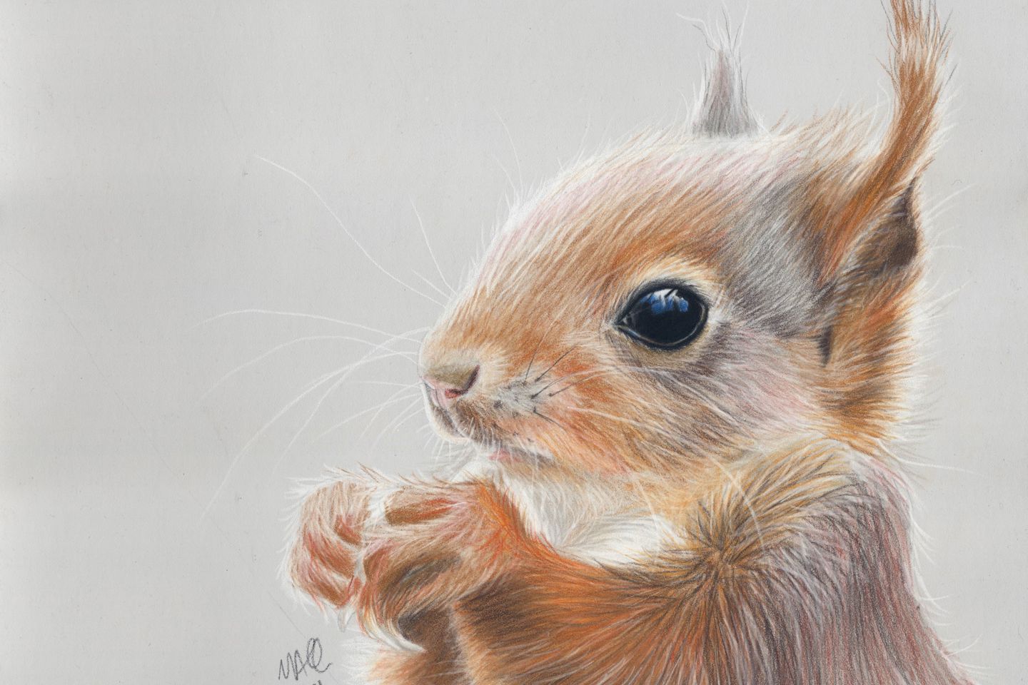 Mandy Allan Drawing, Little Red Woodland Treasure Resized