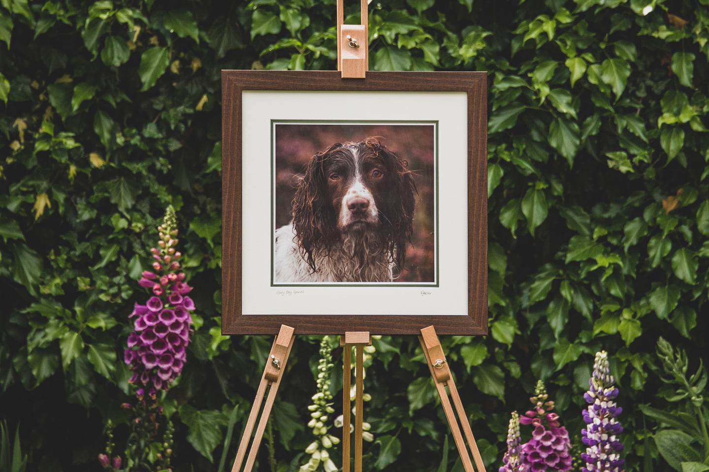 Rainy Day Spaniel Framed