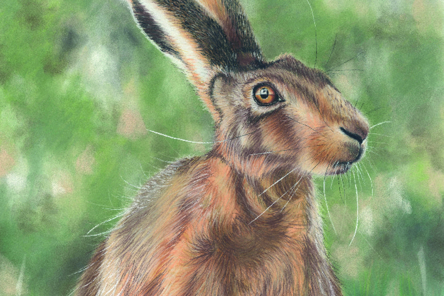 Brown Hare Watching By Mandy Allan