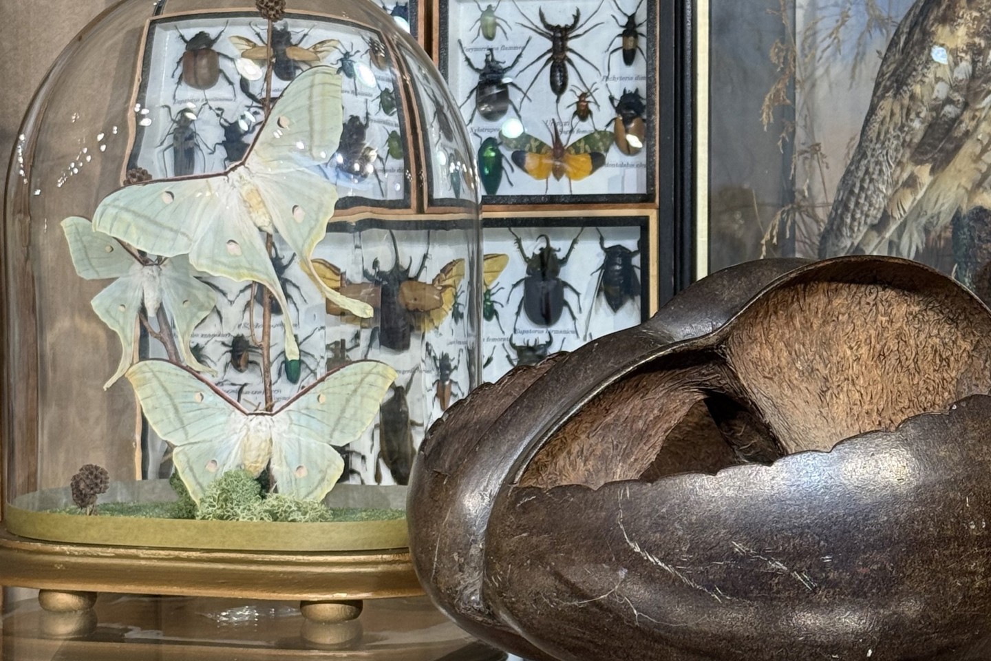 Natural History Taxidermy