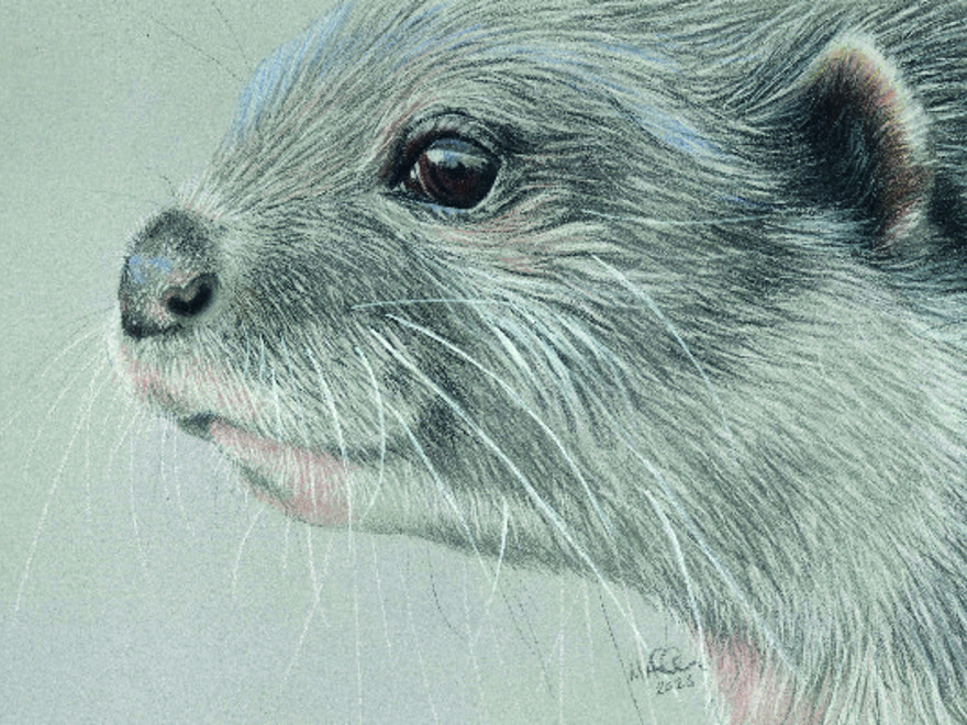 Otter By Mandy Allan